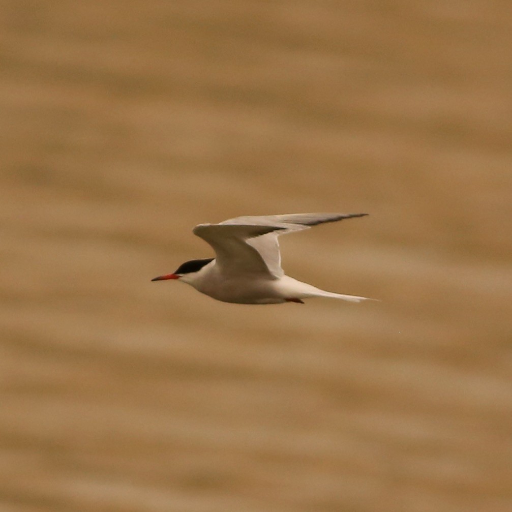 Common Tern - ML263837821