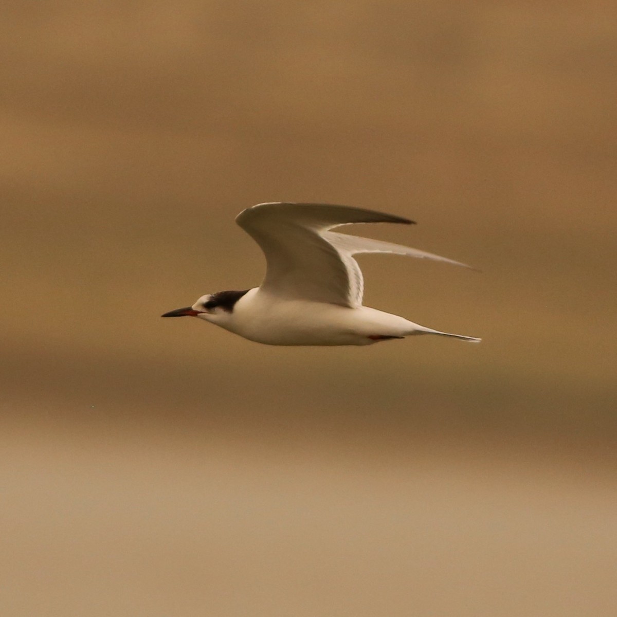 Common Tern - ML263837831