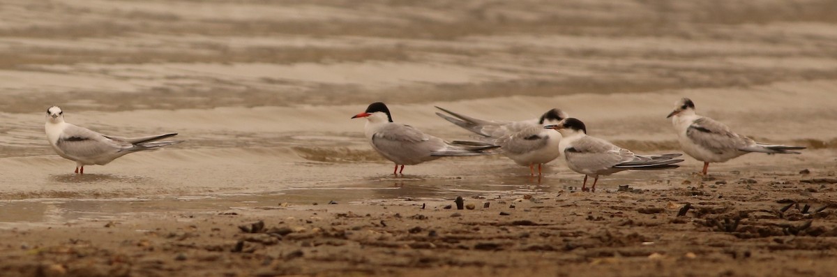 Common Tern - ML263837841