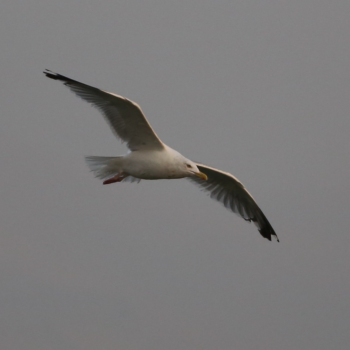 Gaviota Argéntea - ML263839241