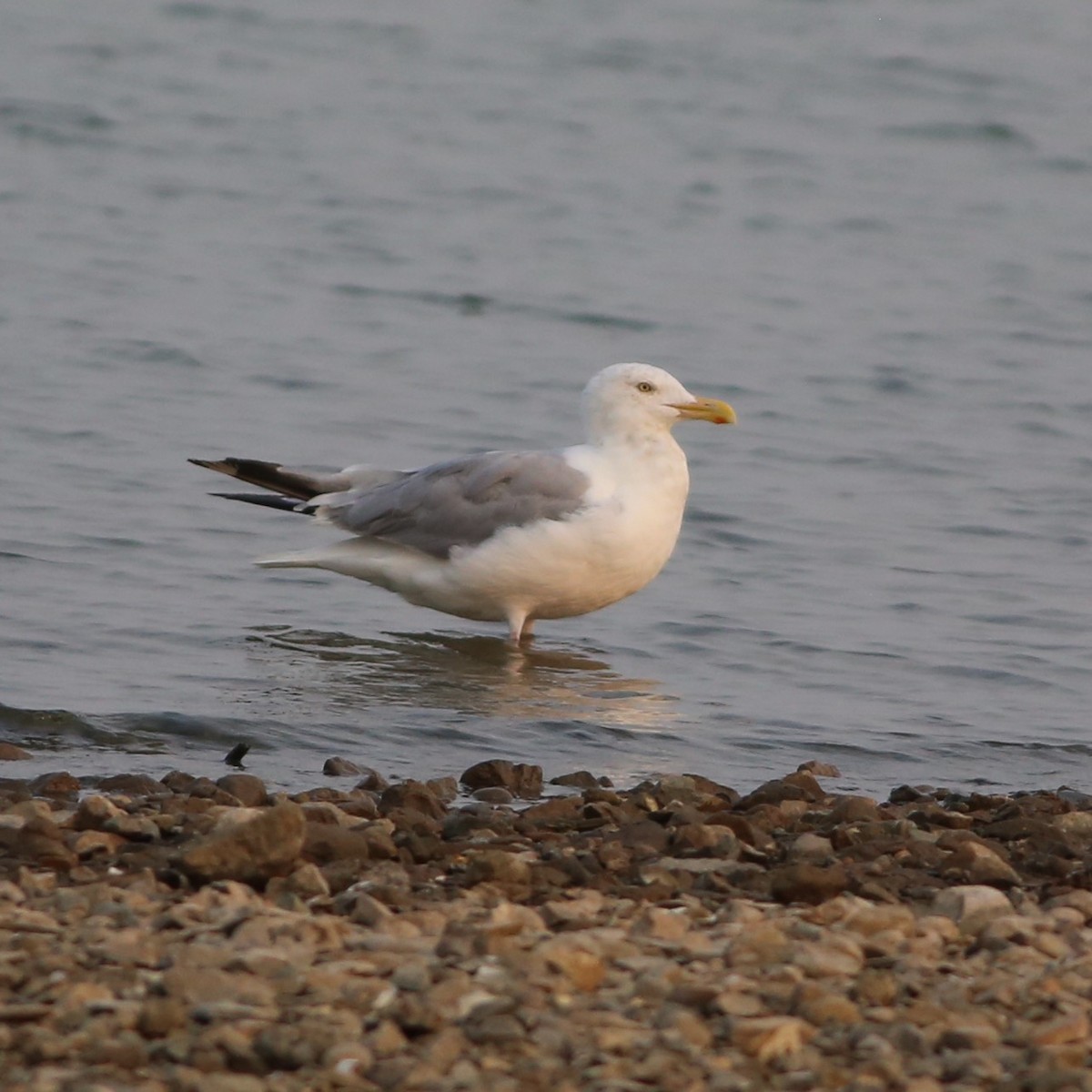 Gaviota Argéntea - ML263839251