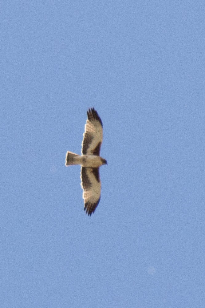 Little Eagle - ML26383941