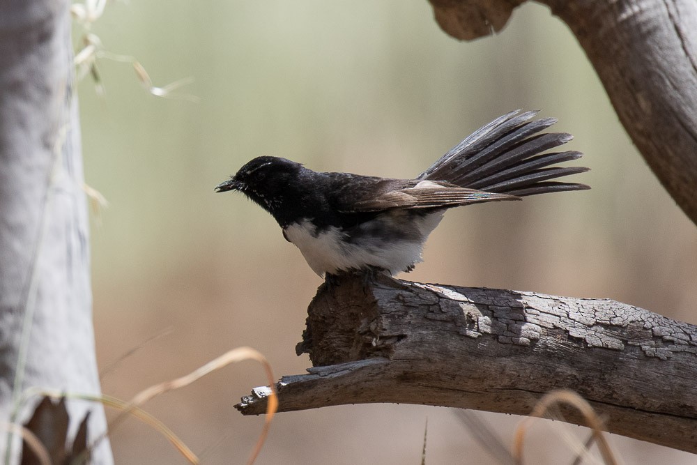 Willie-wagtail - ML26384011