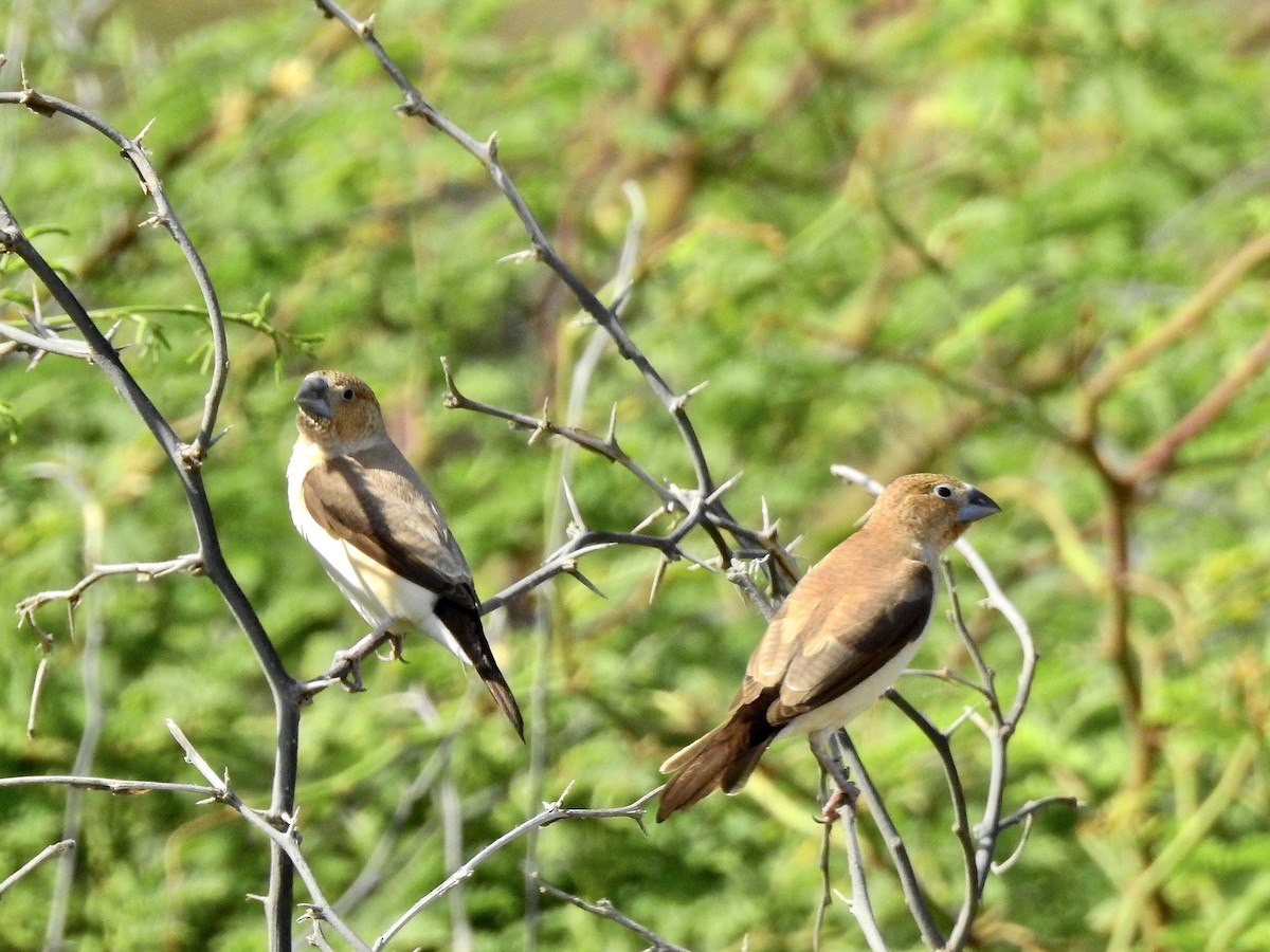 African Silverbill - ML263840171