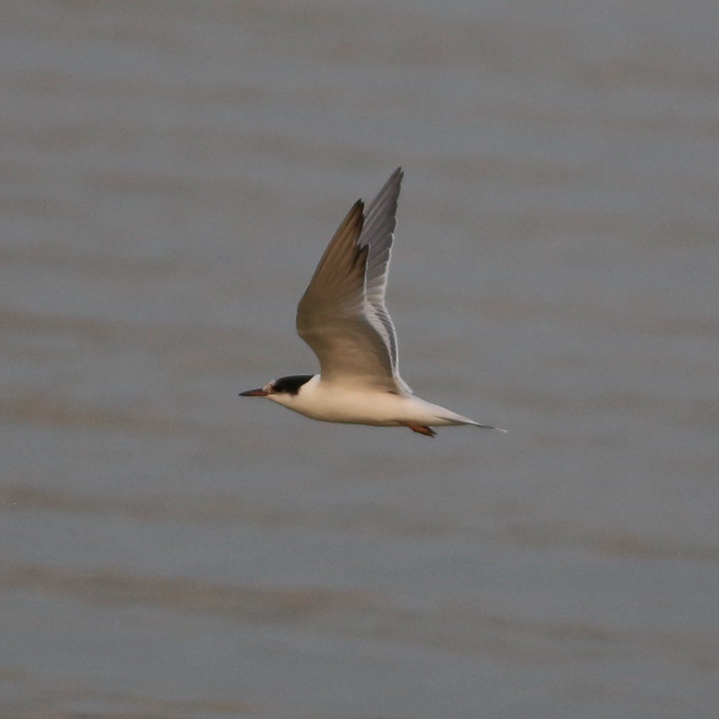 Common Tern - ML263840391