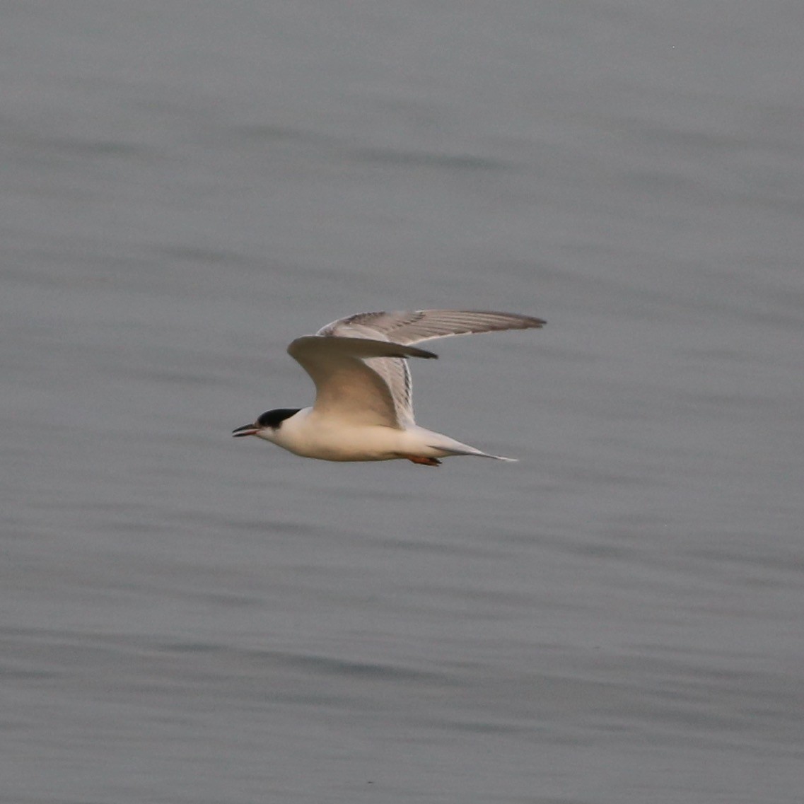 Common Tern - ML263840401