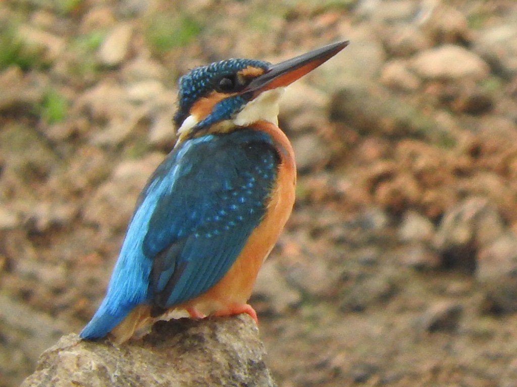 Common Kingfisher - Amara Bharathy