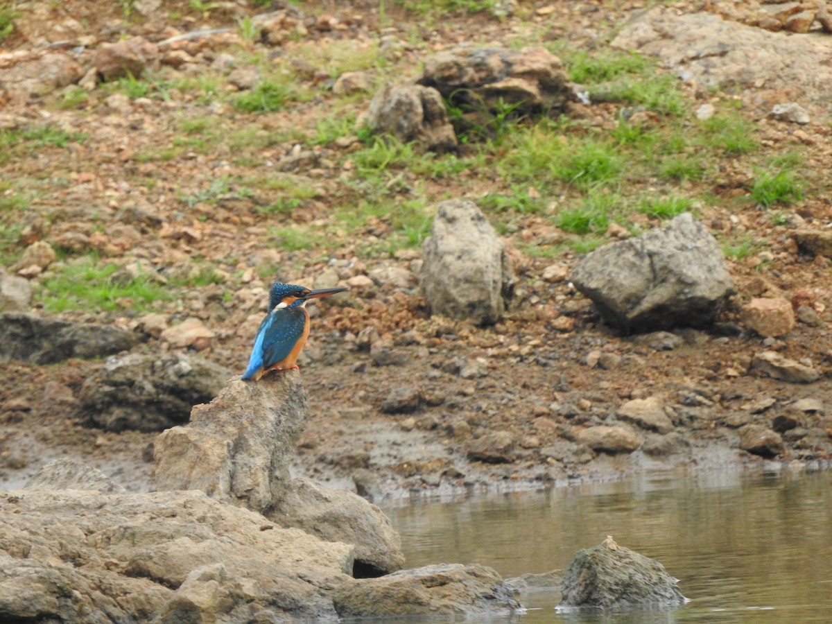 Common Kingfisher - ML263841961