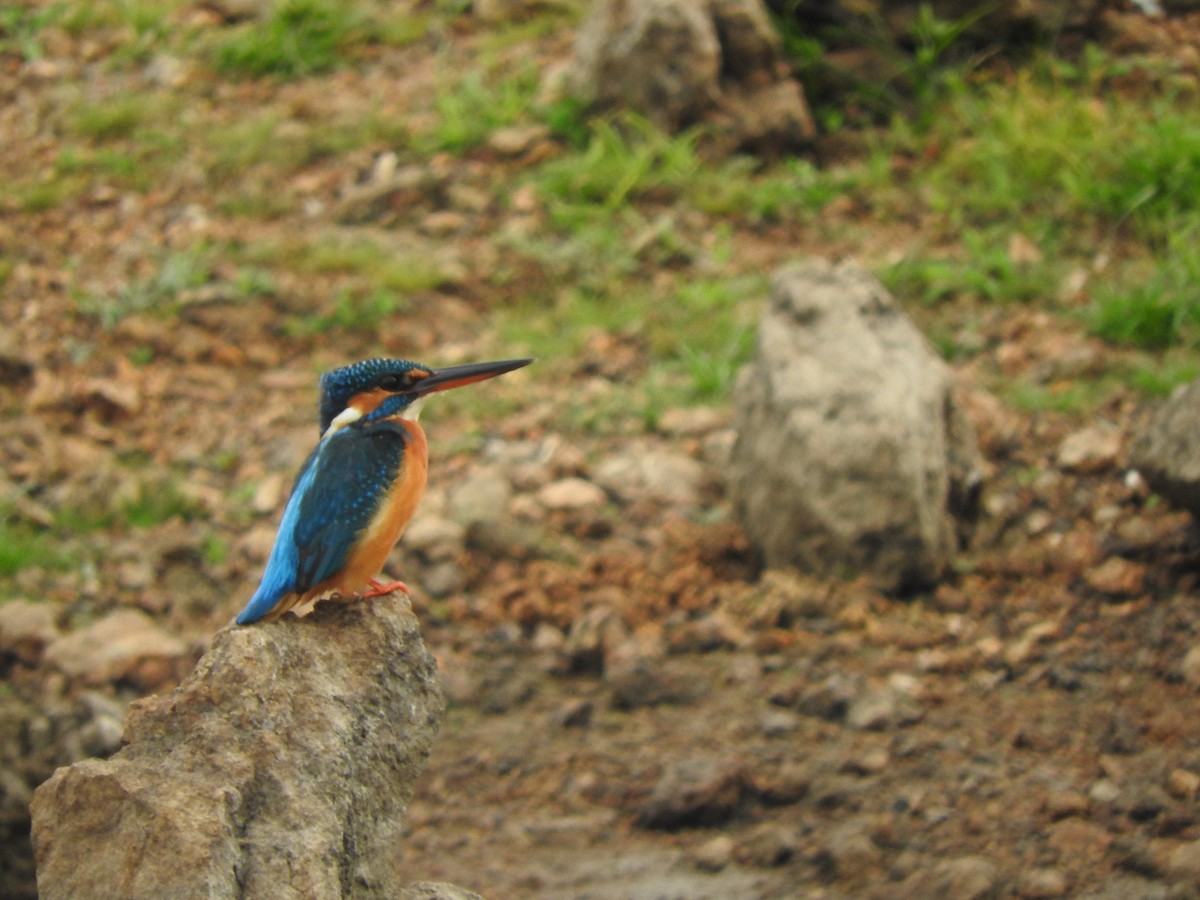 Common Kingfisher - Amara Bharathy