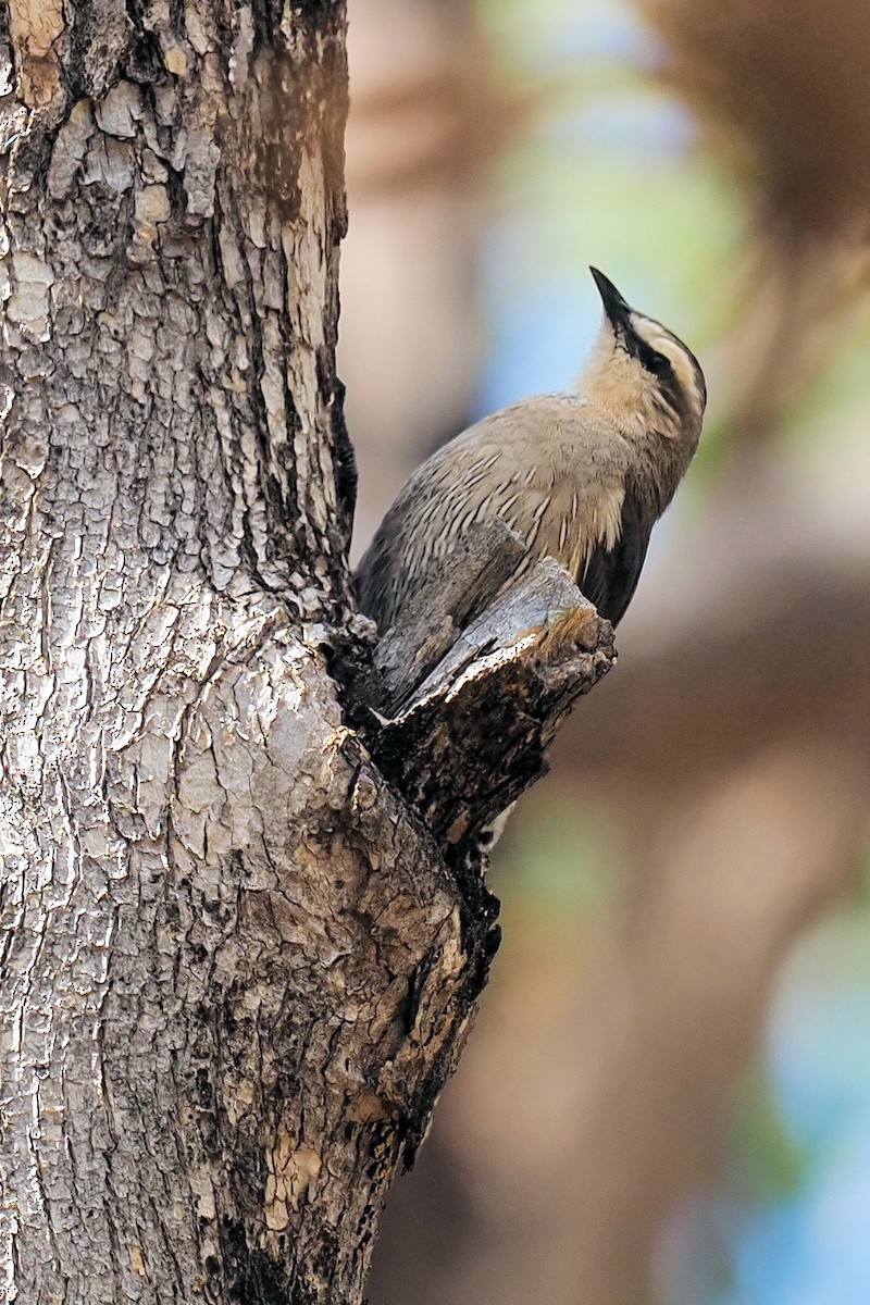 Brown Treecreeper - ML263843351