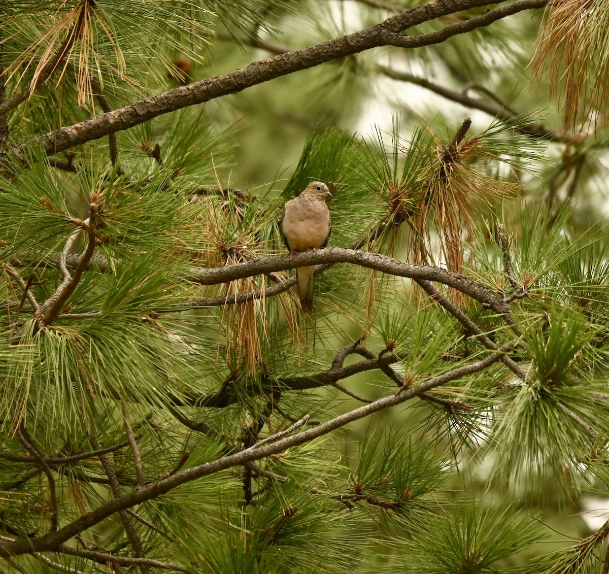 Mourning Dove - ML263844271