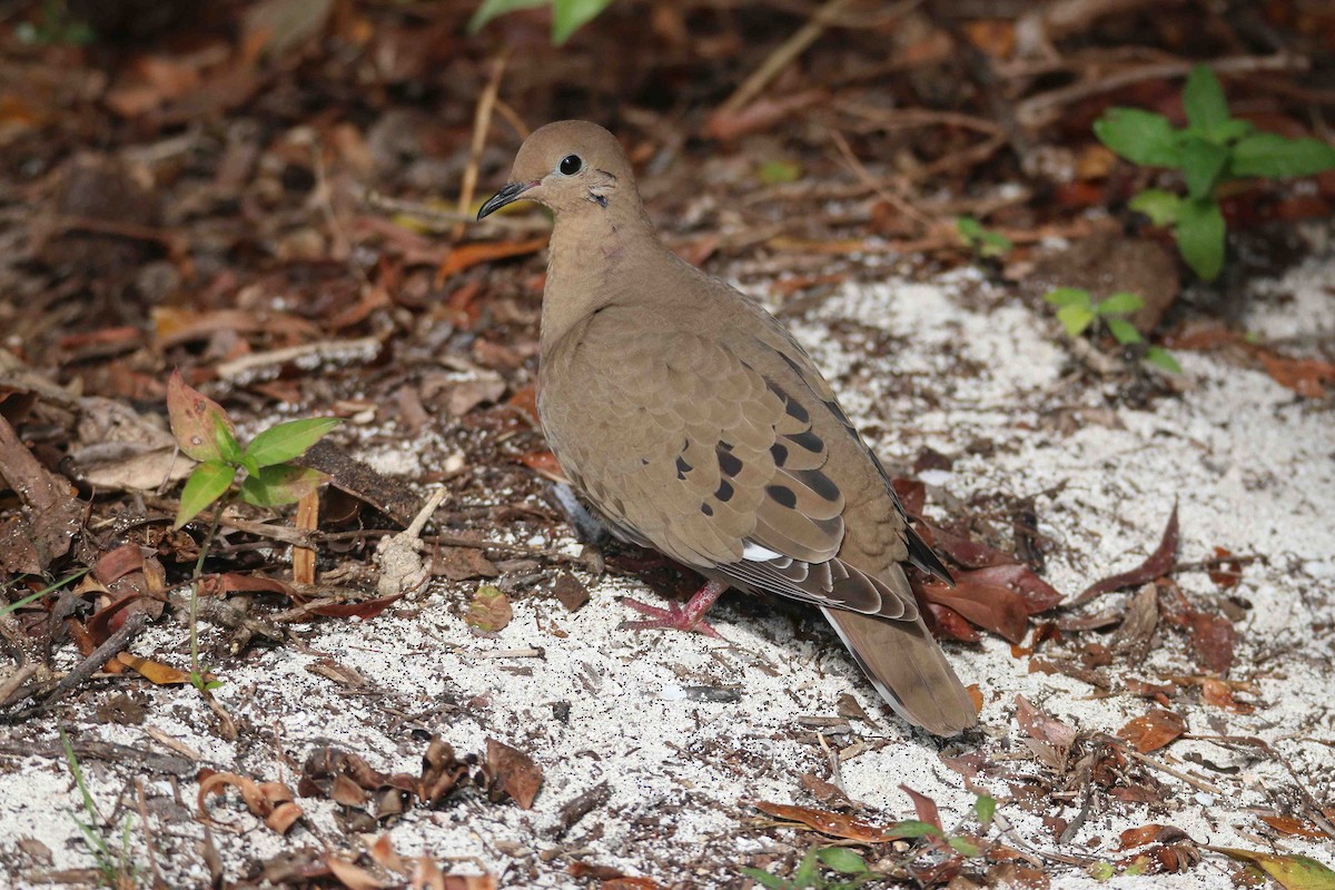 Zenaida Dove - Ken Oeser