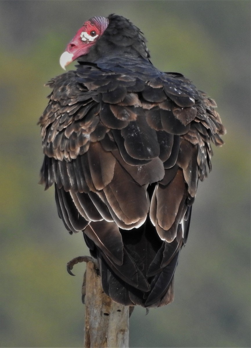 Turkey Vulture - ML263848391