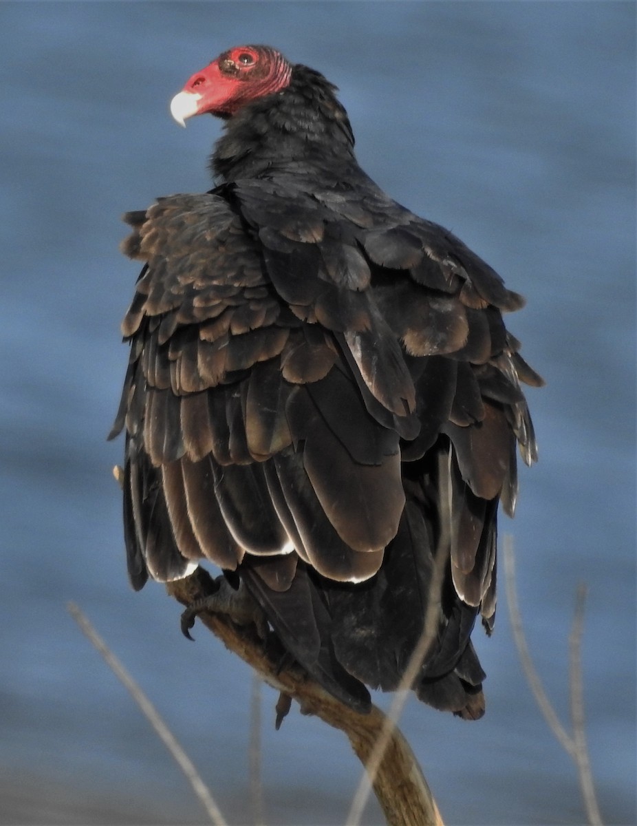 Turkey Vulture - ML263848411