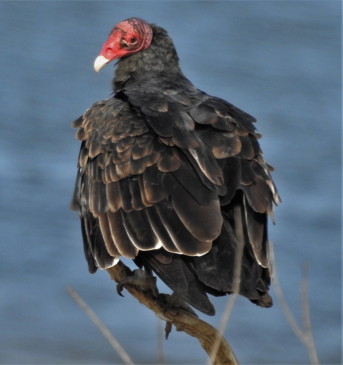 Turkey Vulture - ML263848421