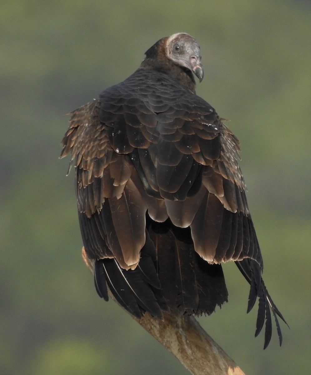 Turkey Vulture - ML263848541