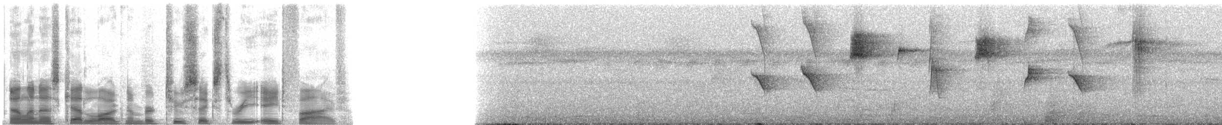 Чешуйчатогрудый саблекрыл (roberti) - ML26385