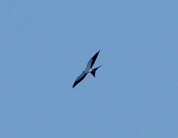 Swallow-tailed Kite - ML263851031