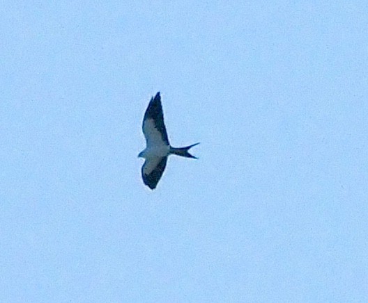 Swallow-tailed Kite - ML263851041