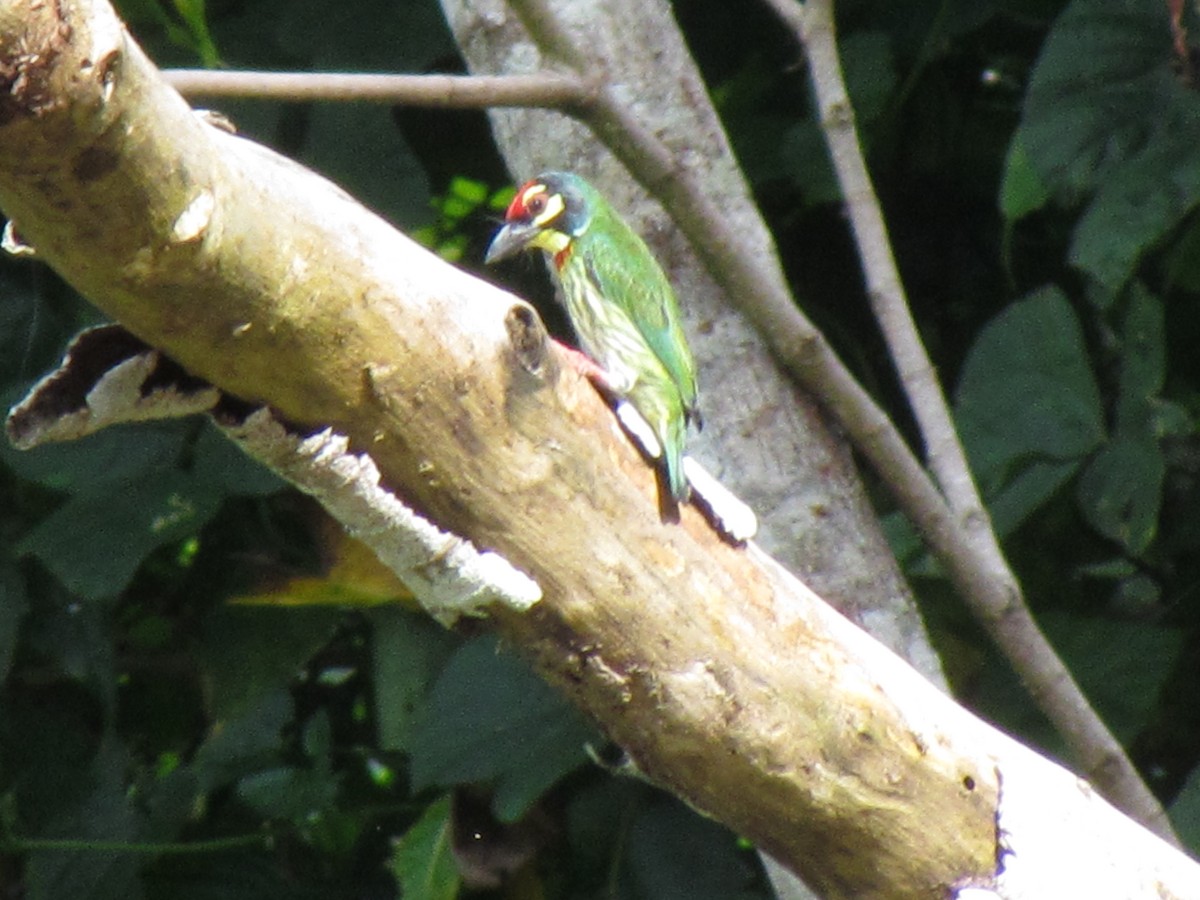 Coppersmith Barbet - ML263851701