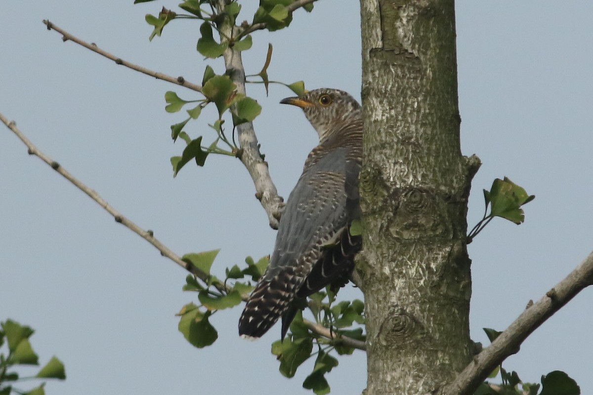 Common Cuckoo - ML263852001