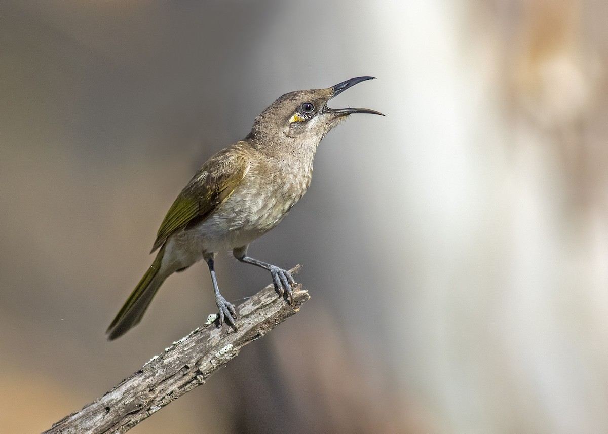 Brown Honeyeater - ML263852041