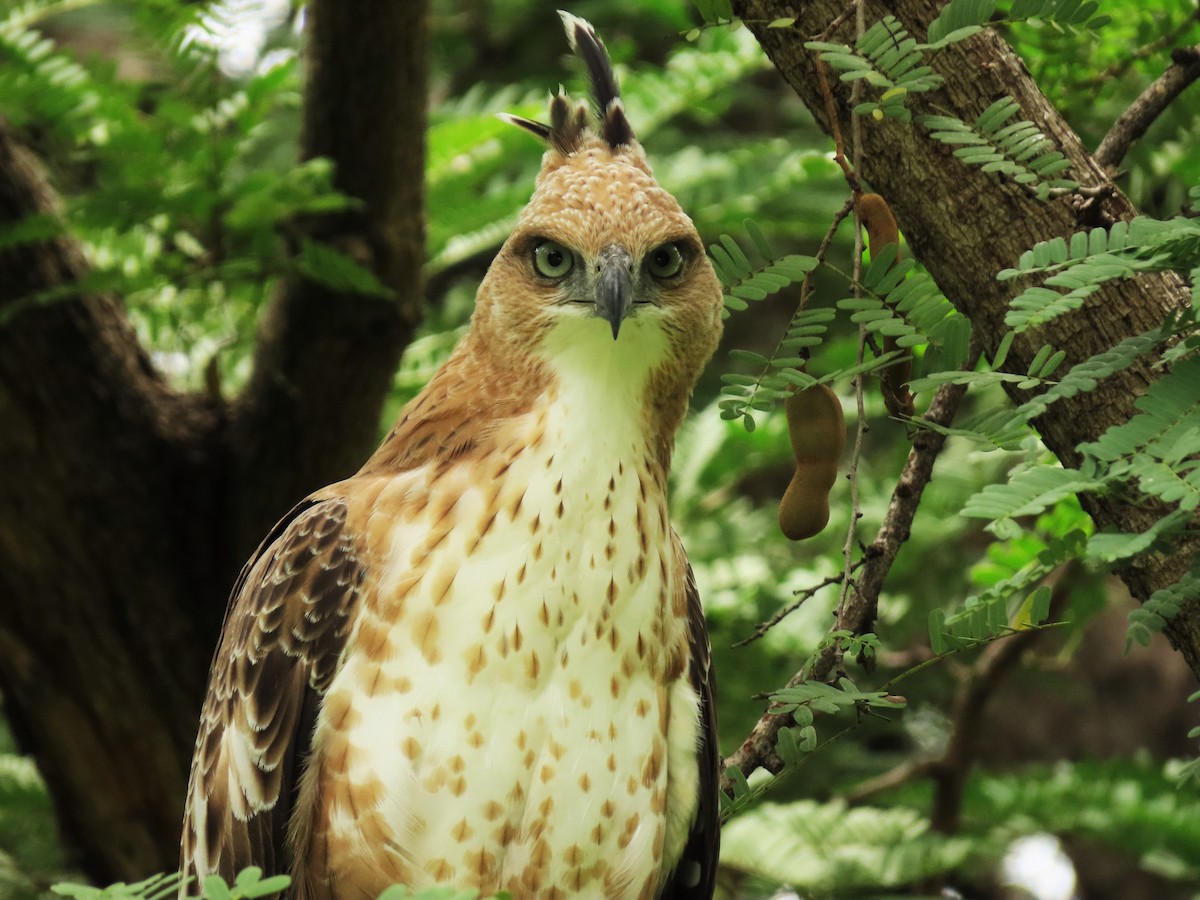 Indienhaubenadler (cirrhatus/ceylanensis) - ML263852551