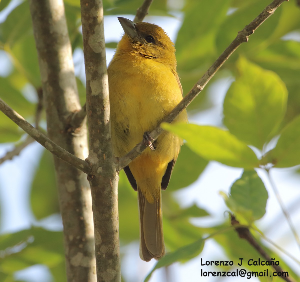 Summer Tanager - Lorenzo Calcaño