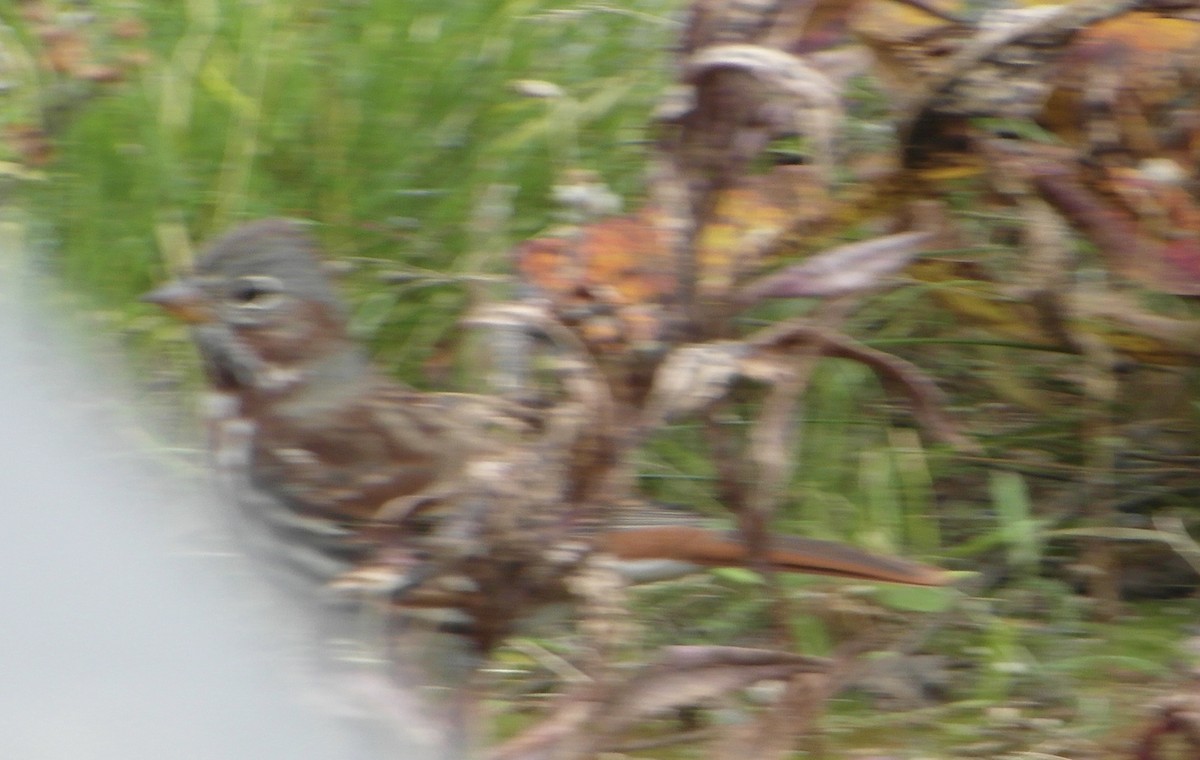 Fox Sparrow (Red) - ML263852791