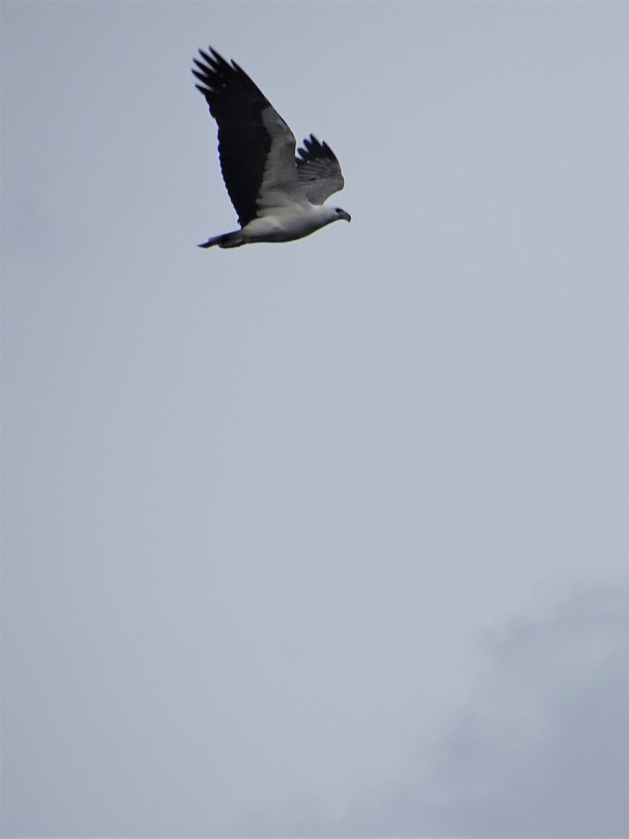 White-bellied Sea-Eagle - ML263853451