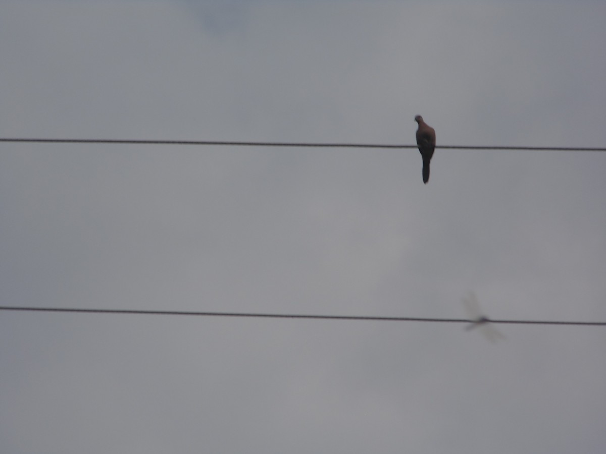 Spotted Dove - ML263853831