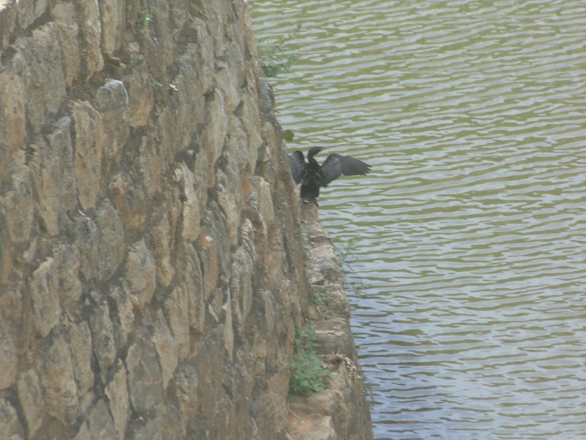 Little Cormorant - ML263853921