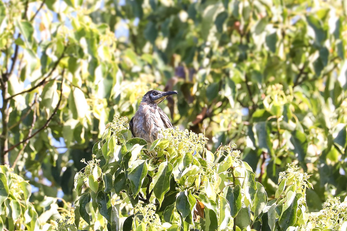 Little Friarbird - ML263855131