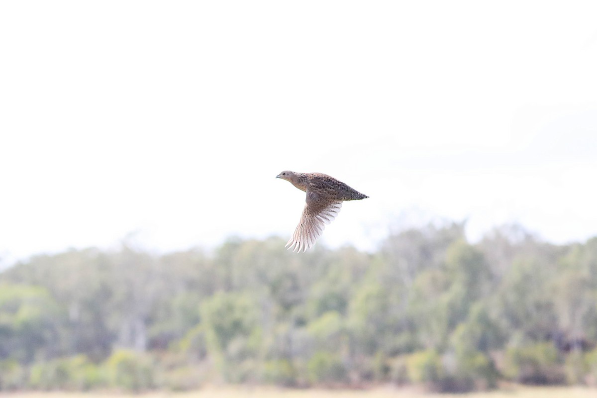 Brown Quail - Ged Tranter