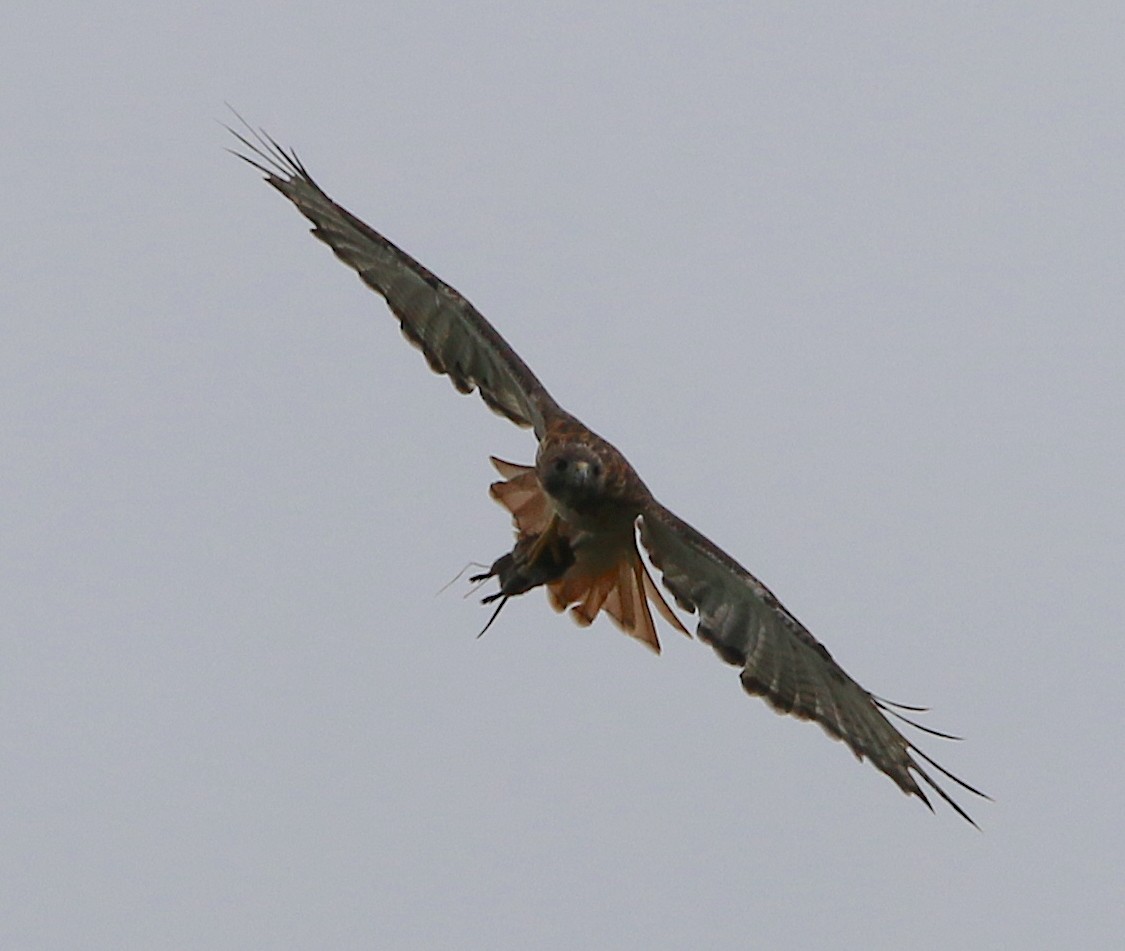 Red-tailed Hawk - ML263855861