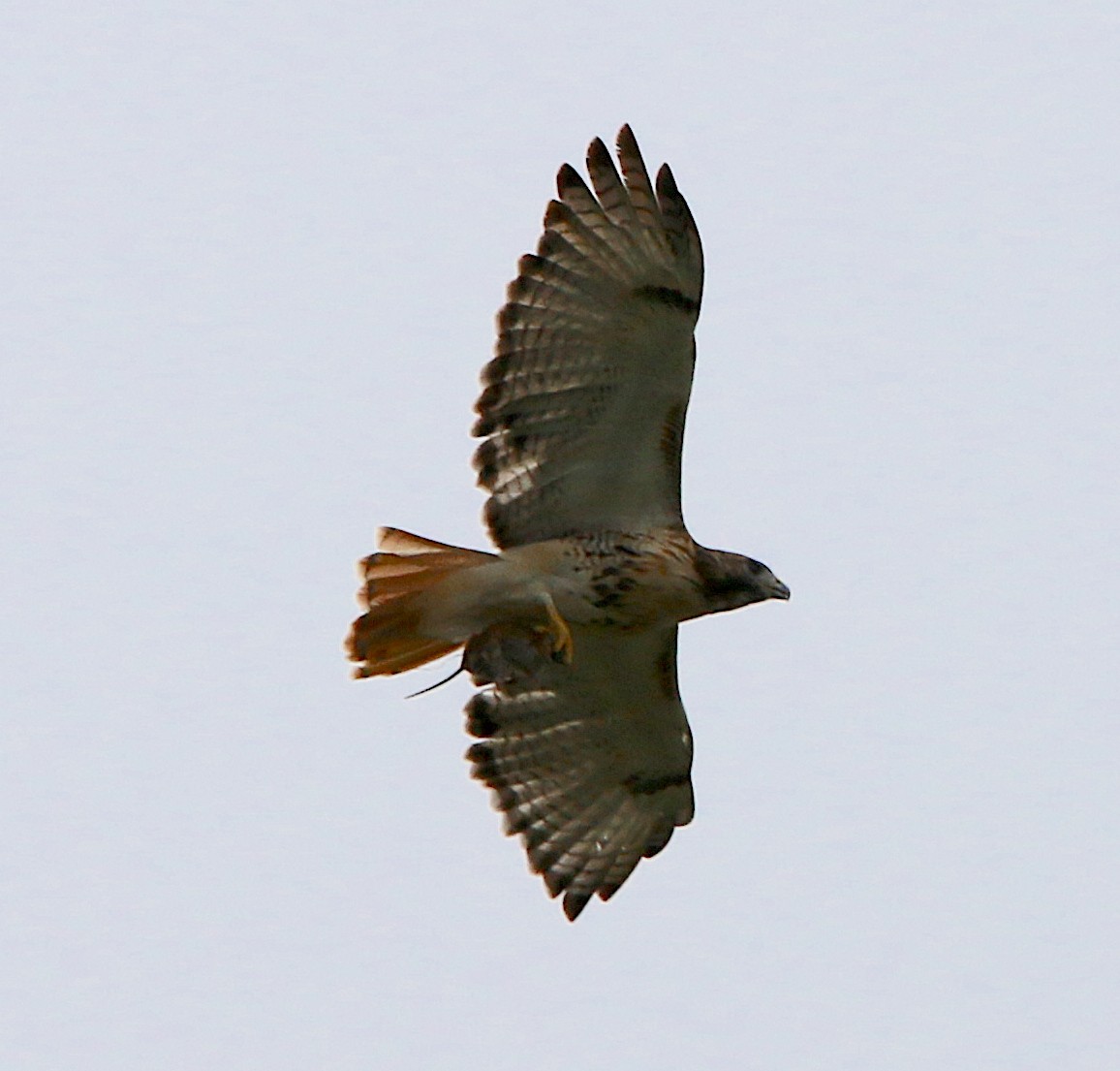 Red-tailed Hawk - ML263855871