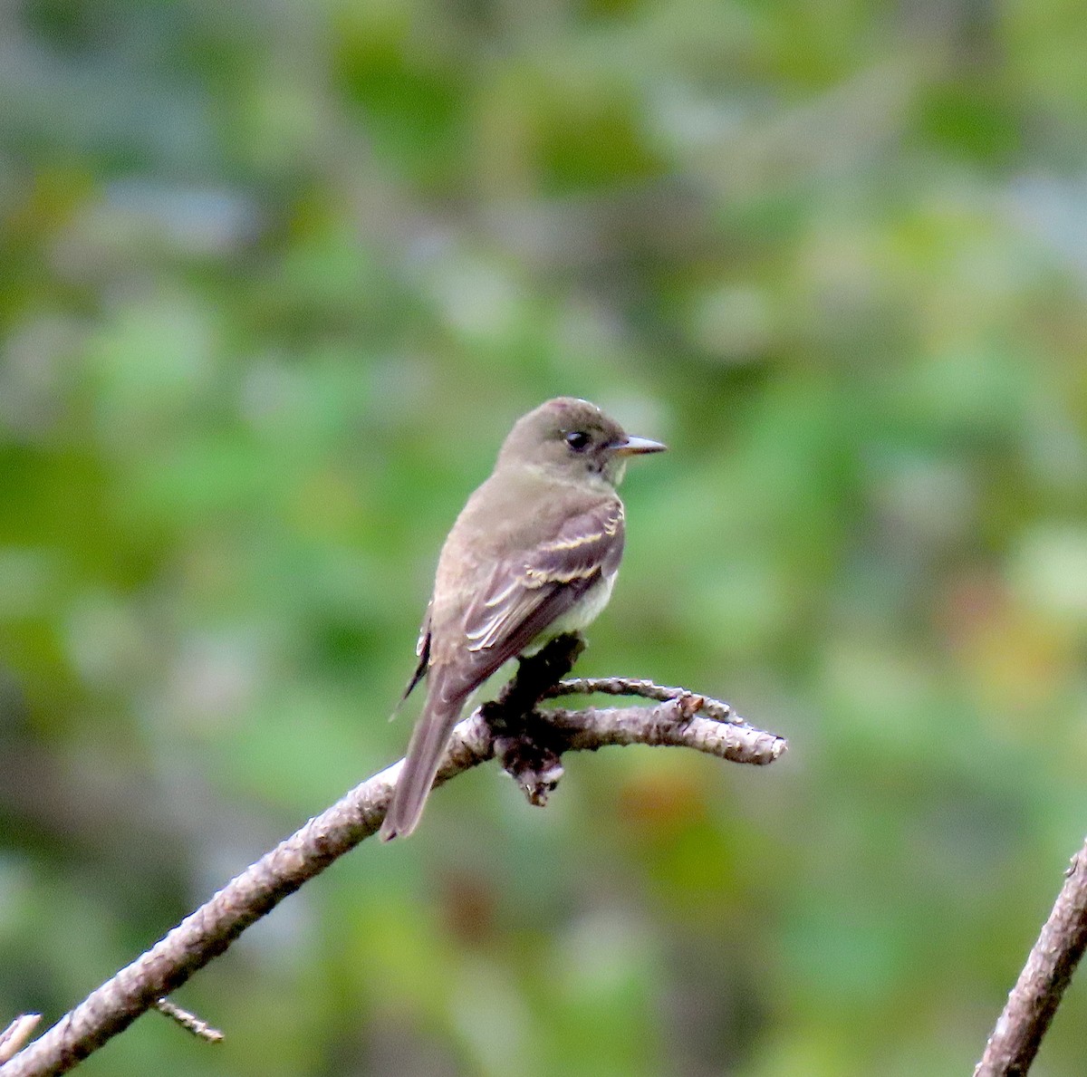 Eastern Phoebe - ML263855911