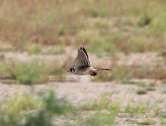 American Kestrel - ML263855991