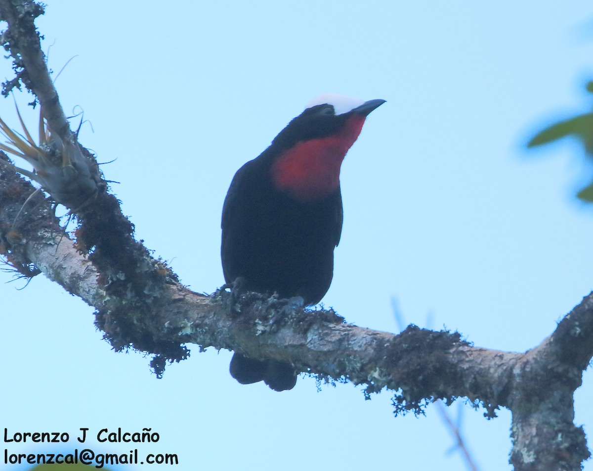 White-capped Tanager - Lorenzo Calcaño