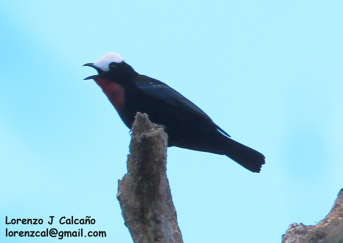 White-capped Tanager - ML263856311