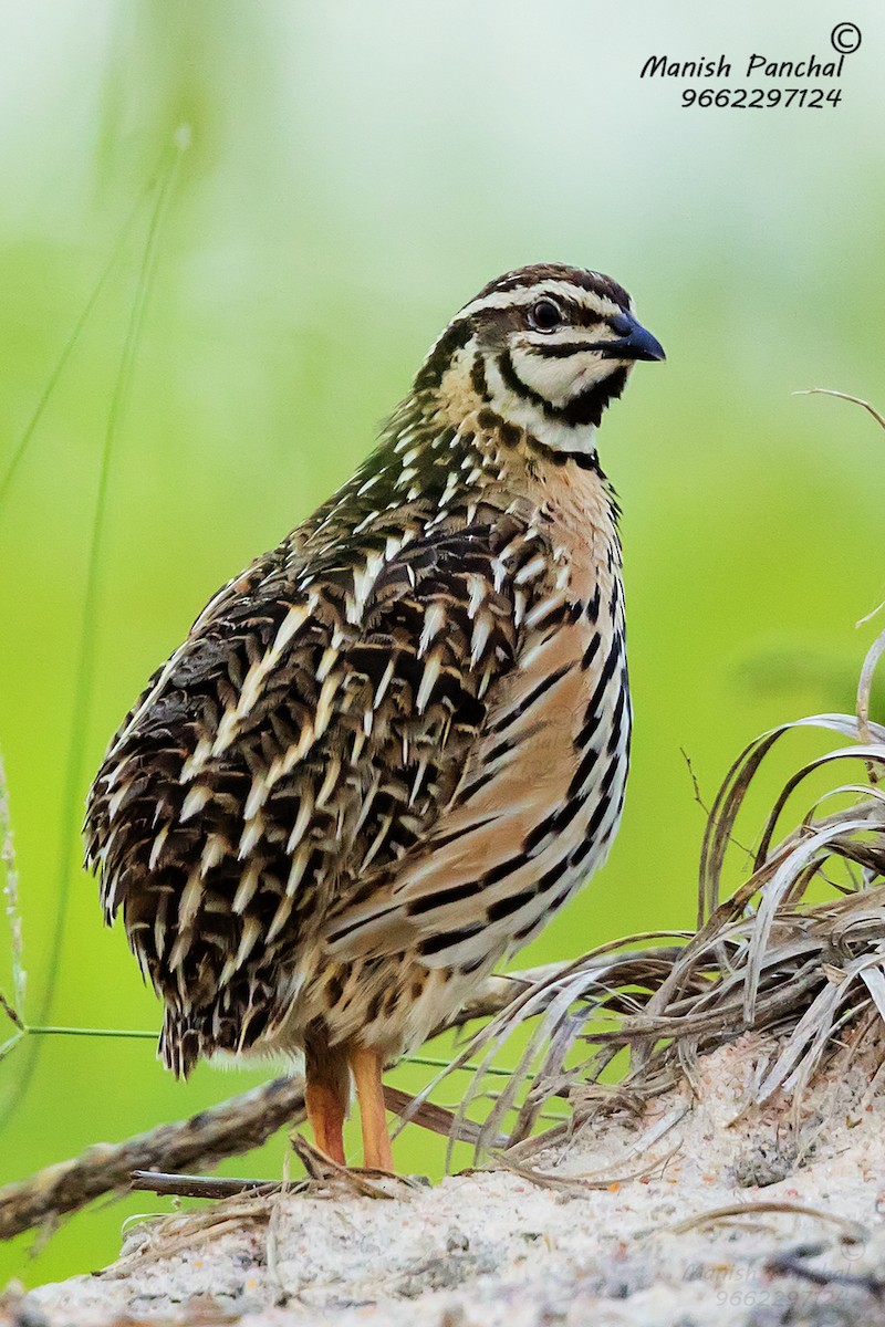 Rain Quail - ML263859351