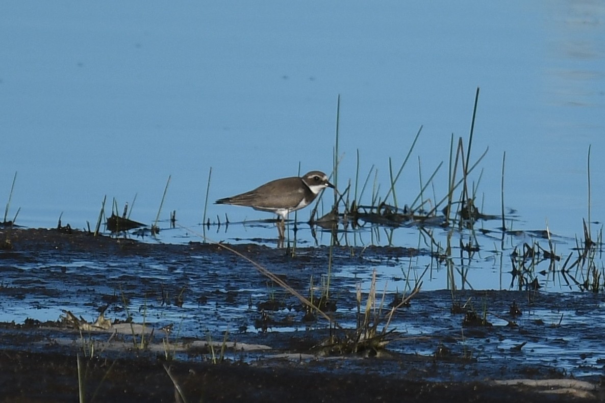 Common Ringed Plover - Andre Vieira