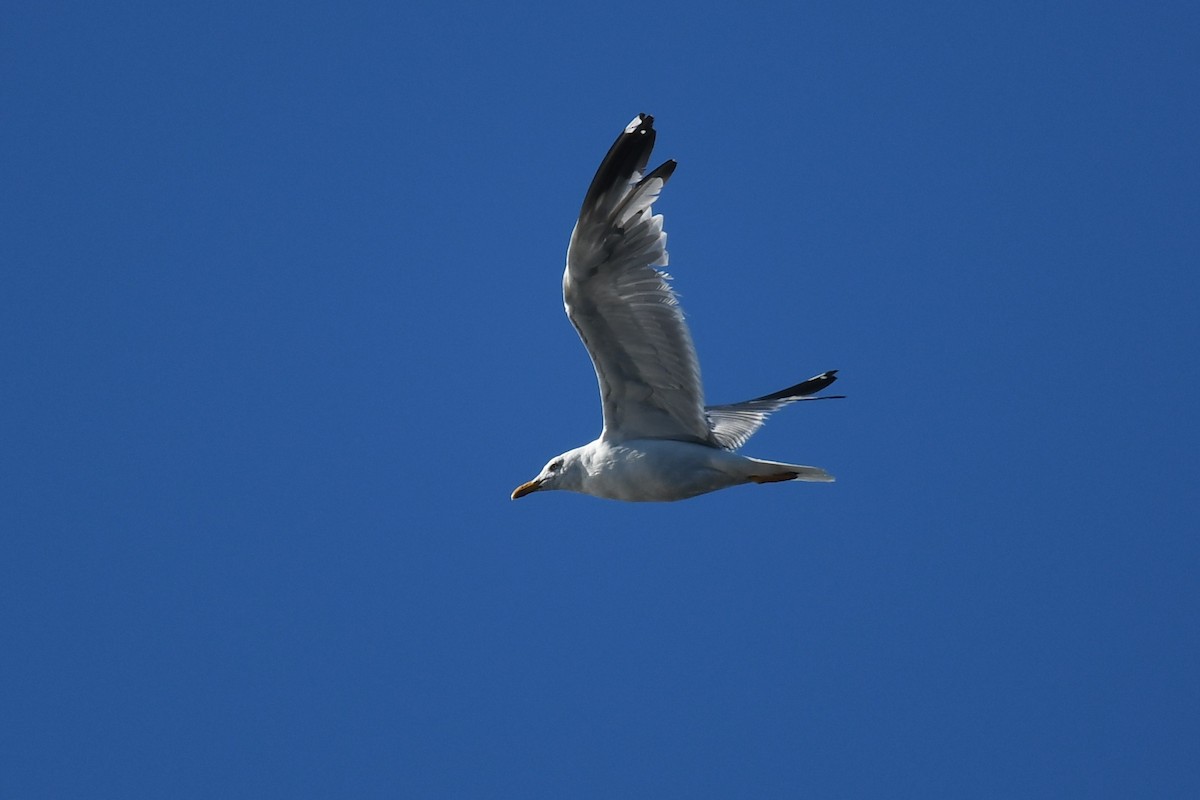 Yellow-legged Gull - ML263860821