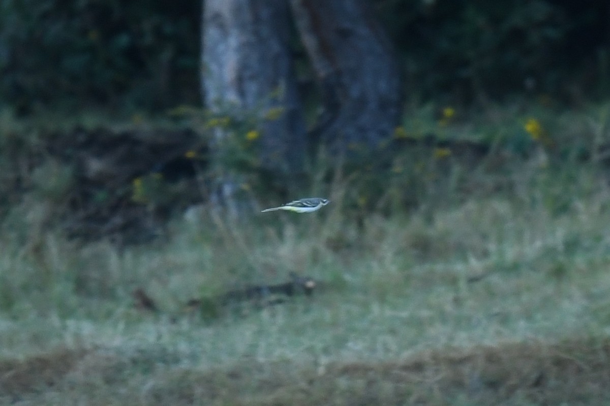 Gray Wagtail - ML263860891