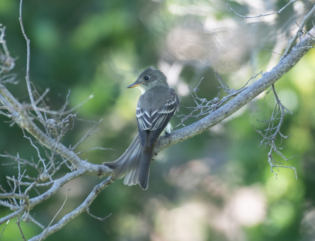 Eastern Wood-Pewee - ML263862321