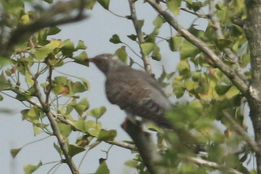 Common Cuckoo - ML263862451