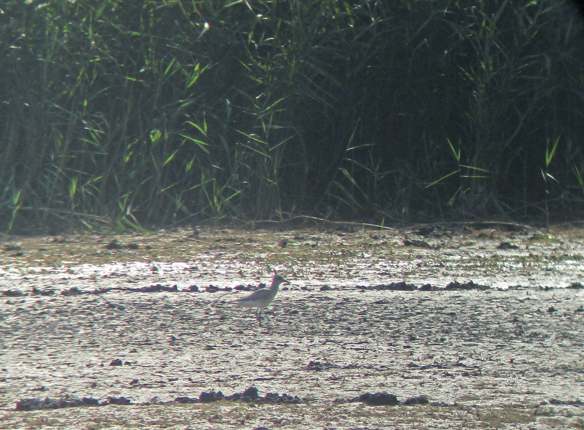 Black-bellied Plover - ML263863141