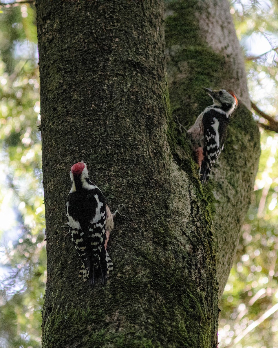 Middle Spotted Woodpecker - ML263863281
