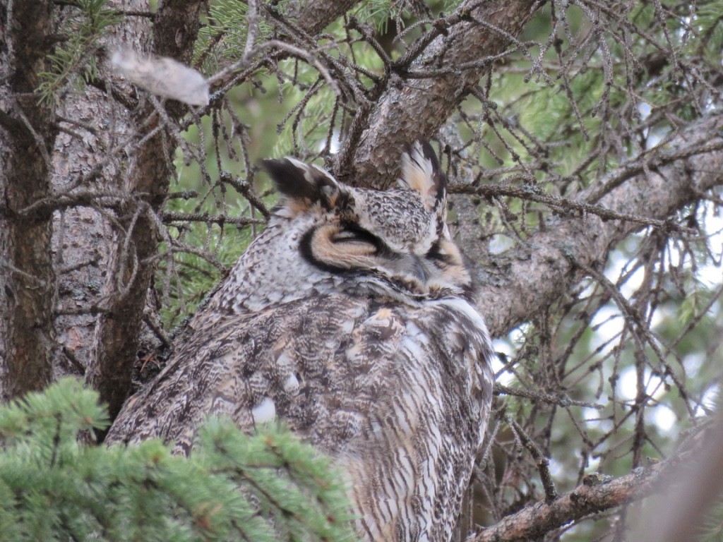 Great Horned Owl - ML26386471