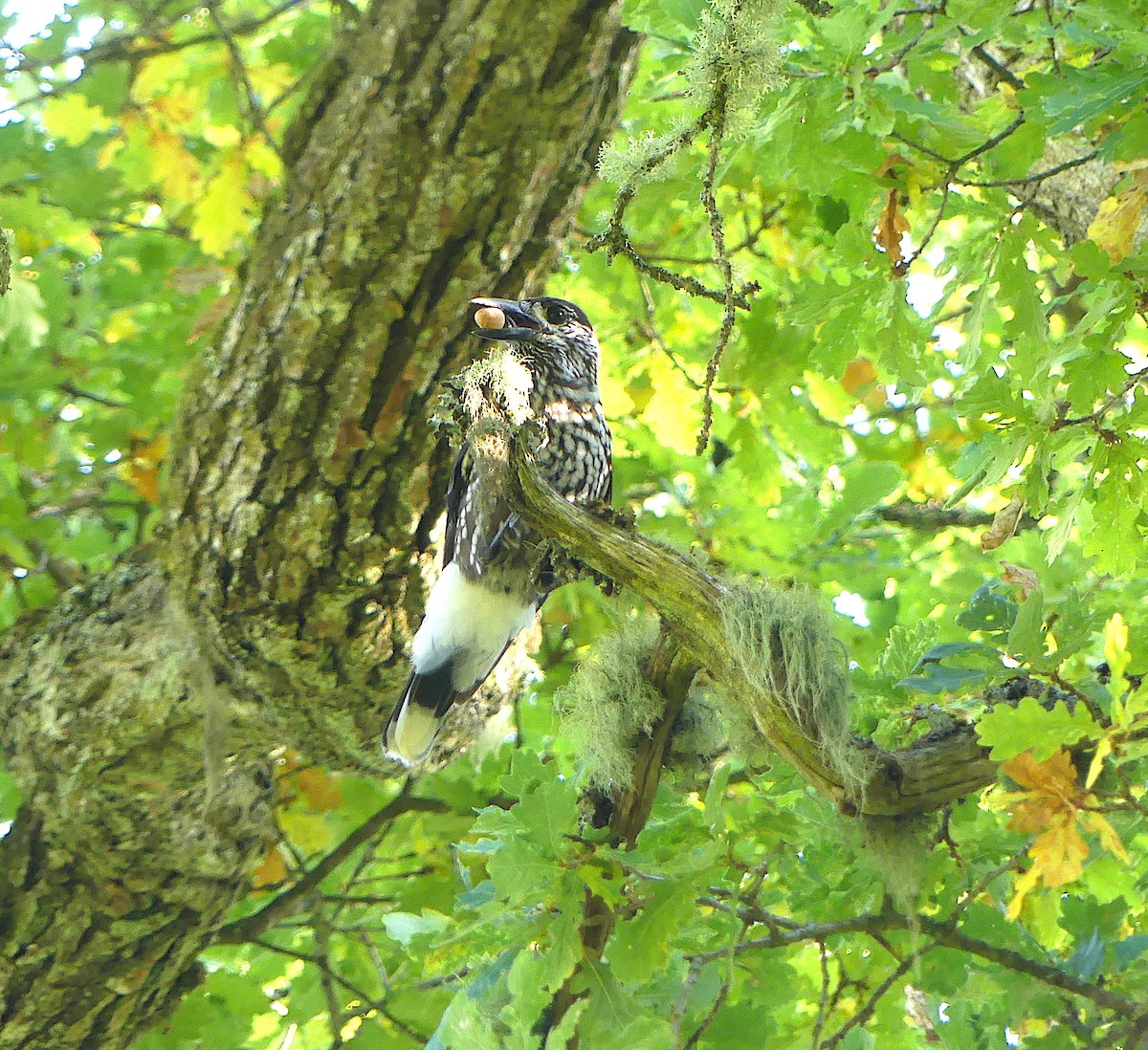 Eurasian Nutcracker - Baltasar Pinheiro